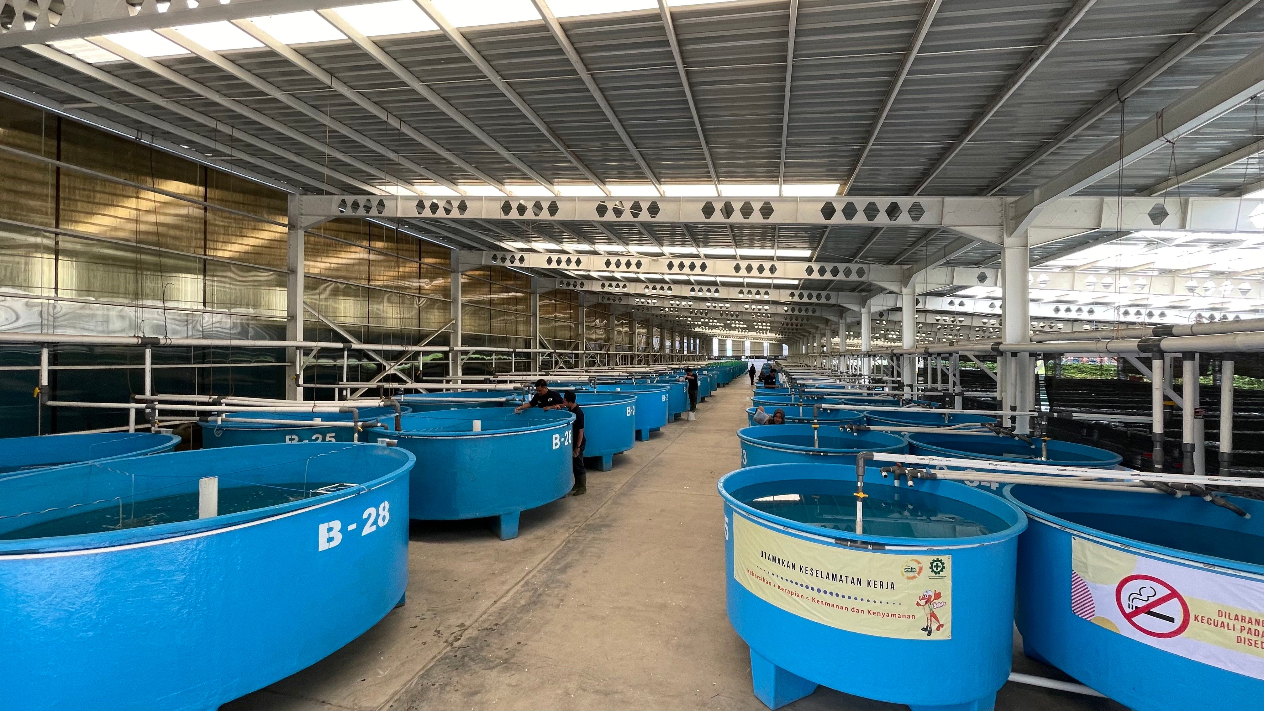 JAPFA Achieves Innovative Breakthrough in Tropical Eel Reproduction