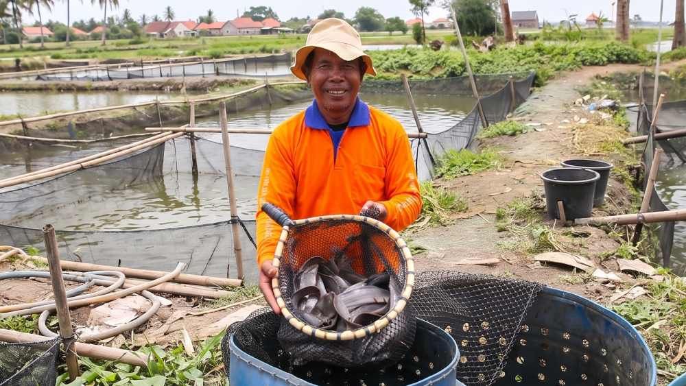 Budidaya Ikan Lele dari Bibit hingga Panen: Panduan Lengkap Pemula