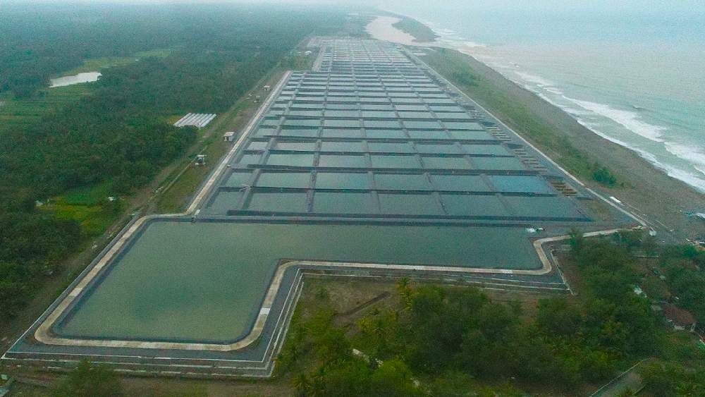 Inside a Modern Shrimp Farm: The Setup Behind 40 Tons per Hectare