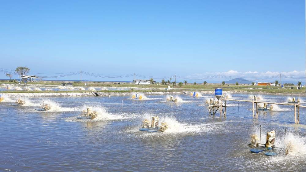 How Many Post-Larvae for One Hectare? A Practical Guide to Vannamei Stocking Density