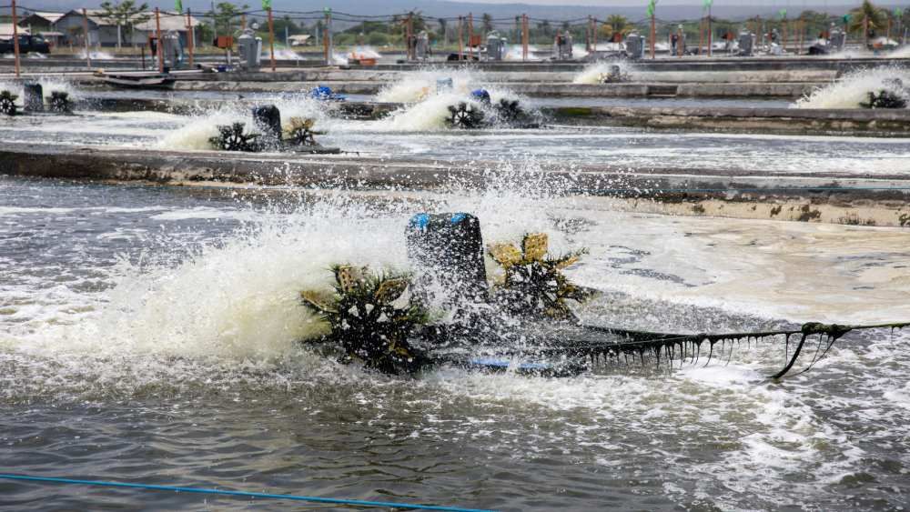 Functions & Benefits of Paddlewheel Aerators in Shrimp Ponds