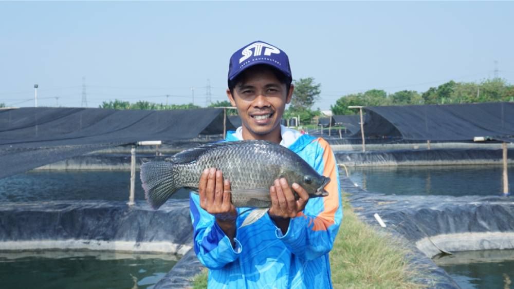 Manfaat Pemberian Probiotik Untuk Ikan Nila