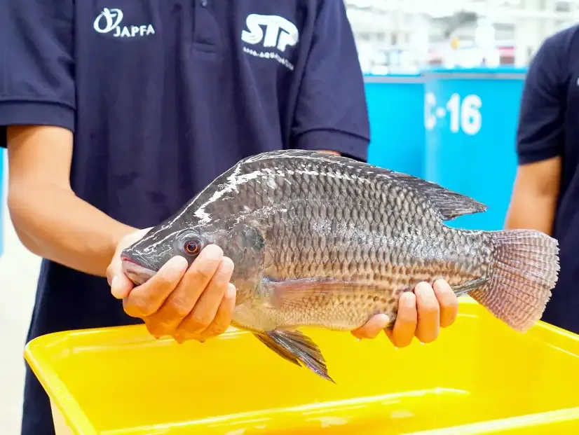 Tilapia Feeding Management: Comprehensive Strategies from Seedlings to Harvest