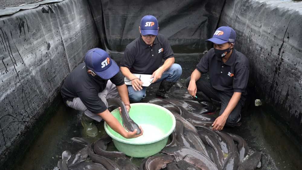 How to Choose the Right Catfish Feed for Faster Growth and Lower FCR