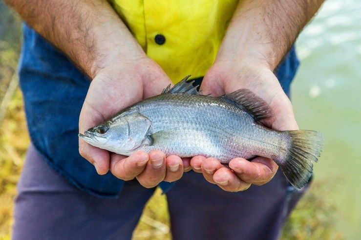 Parasit Pada Ikan: Karakteristik, Gejala dan Penanganan