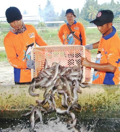 Tabel Pemberian Pakan Lele Harian: Takaran Tepat Sesuai Umur